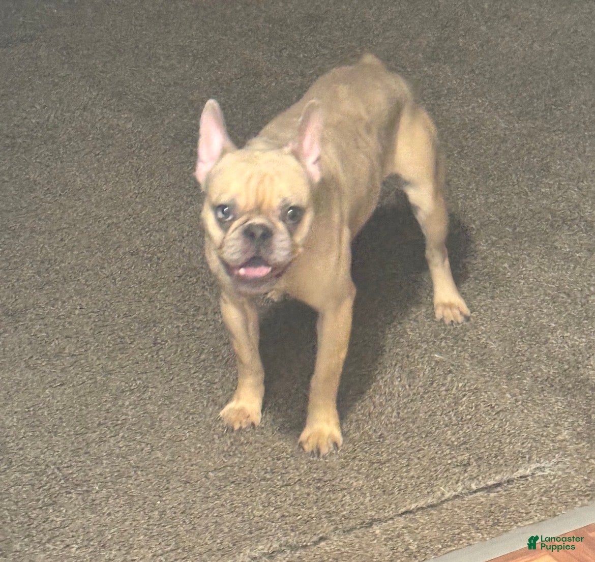 French Bulldog dogs French Bulldog Puppy 1 - Ad 7