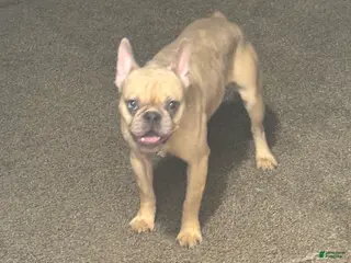 French Bulldog dogs French Bulldog Puppy 1 - Ad 5