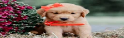 Golden Retriever dogs for sale: Alex AKC Golden Retriever Pup - Ad 4