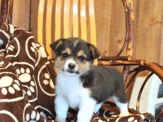 Mixed Breed dogs Alexis - Ad 33