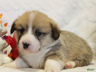 Welsh Corgi Pembroke dogs Dasher Genetically CLEAR - Ad 17