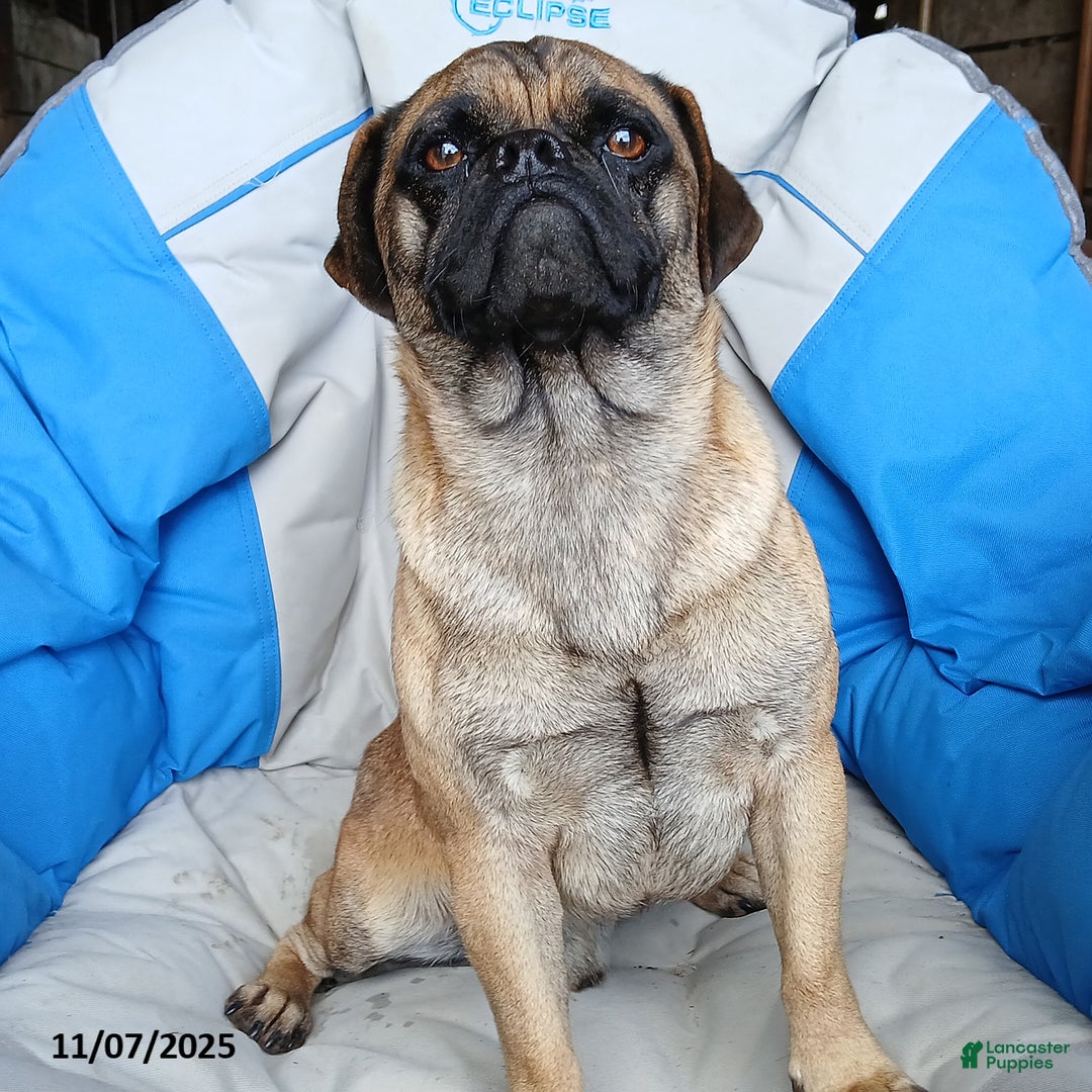 Puggle dogs for sale: Cody - Ad 5