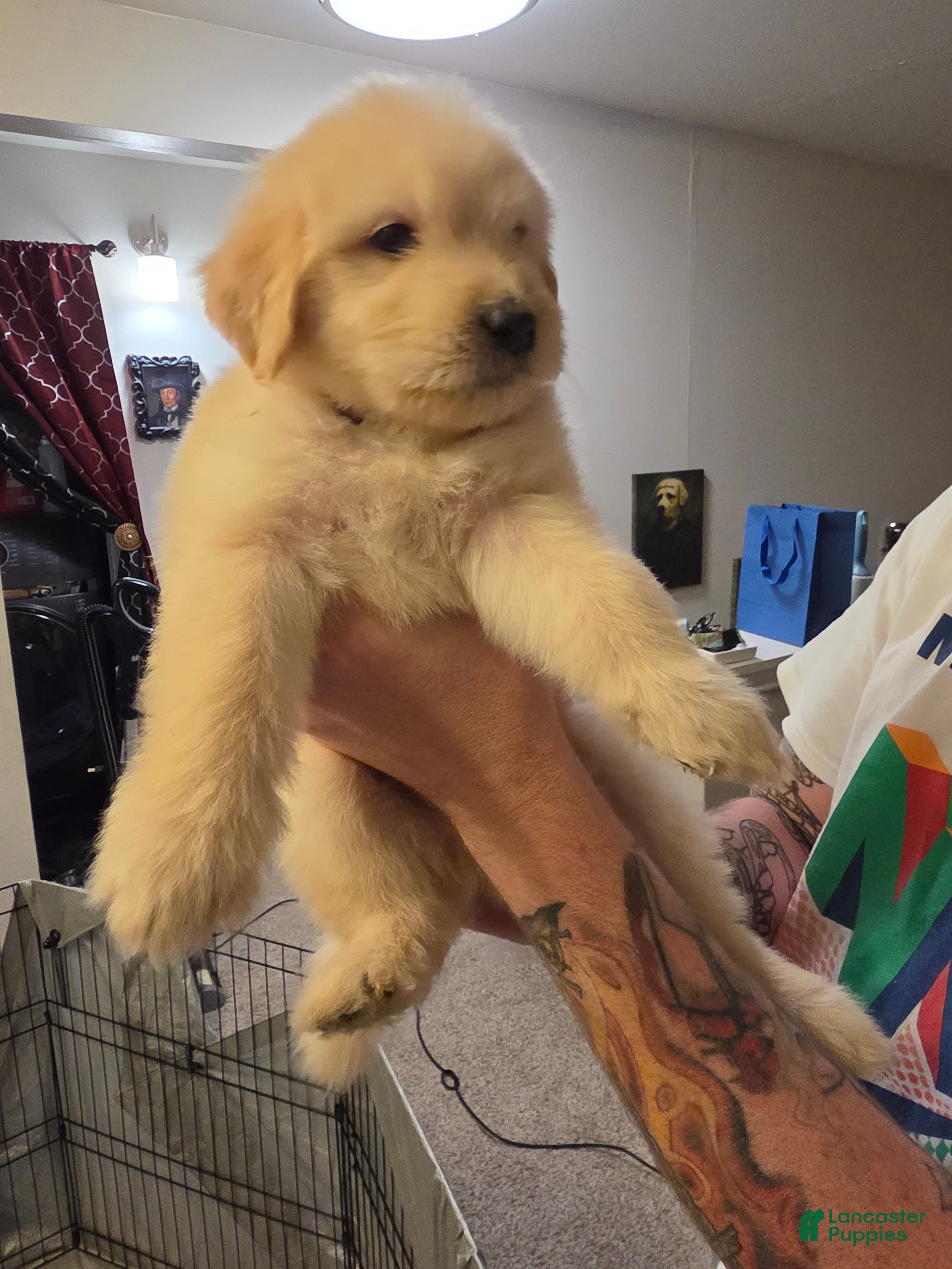 Mixed Breed dogs Weezer - Ad 16