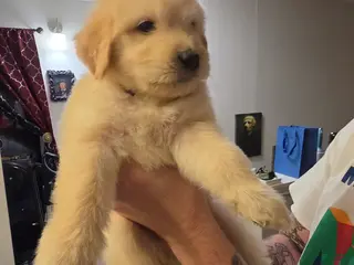 Mixed Breed dogs Weezer - Ad 16