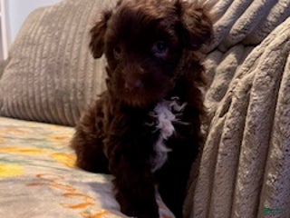 Pomapoo dogs Kevin - Ad 15