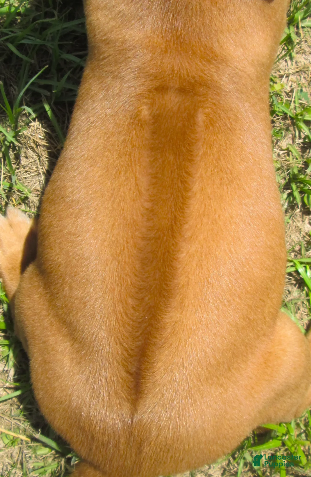 Rhodesian Ridgeback dogs for sale: Rhodesian Ridgeback 1 - Ad 2