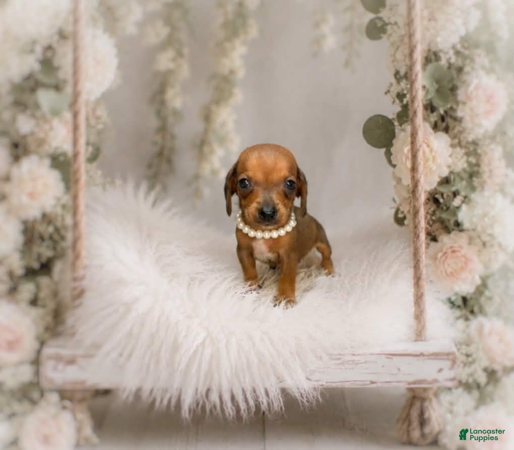 Miniature Dachshund dogs Francisca.  0.10 lbs on 6/30 - Ad 2