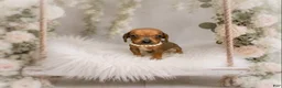 Miniature Dachshund dogs for sale: Francisca.  0.10 lbs on 6/30 - Ad 2