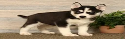 Siberian Husky dogs for sale: Molly - Ad 5