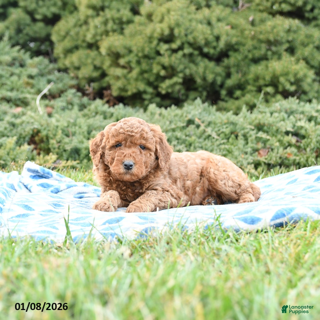 Mini Goldendoodle dogs for sale: Simba - Ad 2