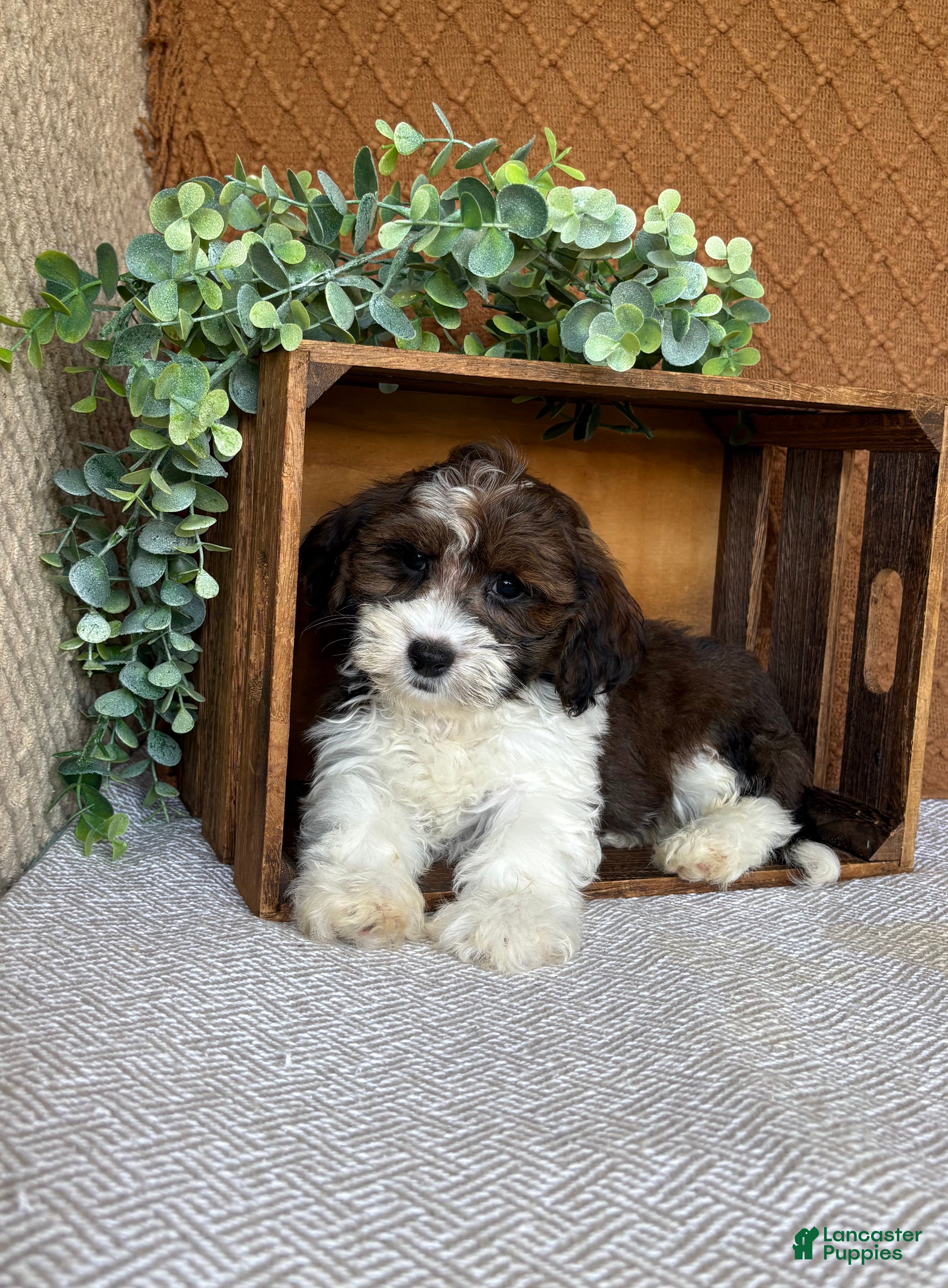Havanese dogs Adam  - Ad 1
