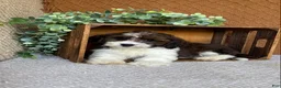 Havanese dogs for sale: Adam  - Ad 3