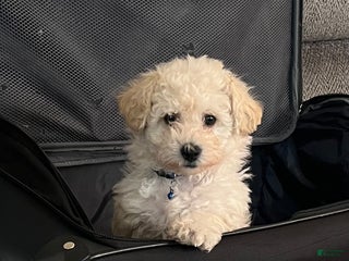 Bichpoo dogs - Ad 41