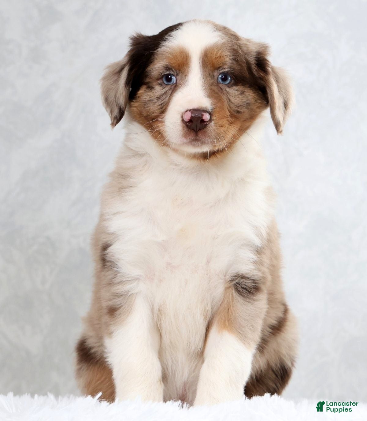 Miniature Australian Shepherd dogs Hunter - Ad 1