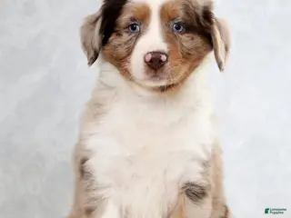 Miniature Australian Shepherd dogs for sale: Hunter - Ad 3