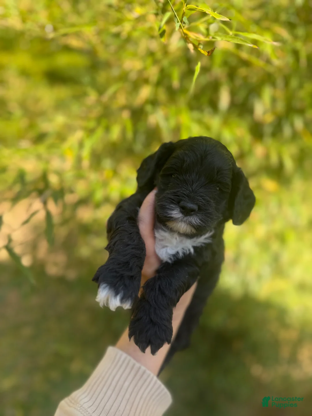 Cockapoo dogs for sale: Cockapoo Puppy 3 - Ad 1