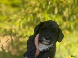 Cockapoo dogs Cockapoo Puppy 3 - Ad 1