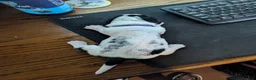 Basset Hound dogs for sale: Purple (Ellie May) - Ad 3