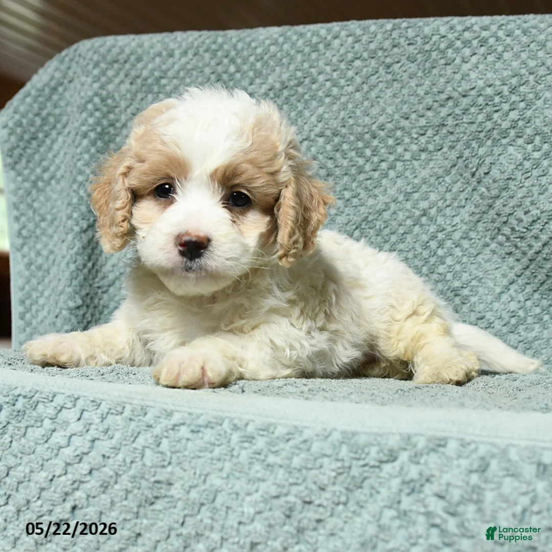 Cavapoochon dogs for sale: Wilbur - Ad 3