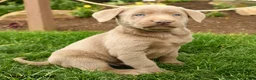 Labrador Retriever dogs for sale: Smokey - Ad 2