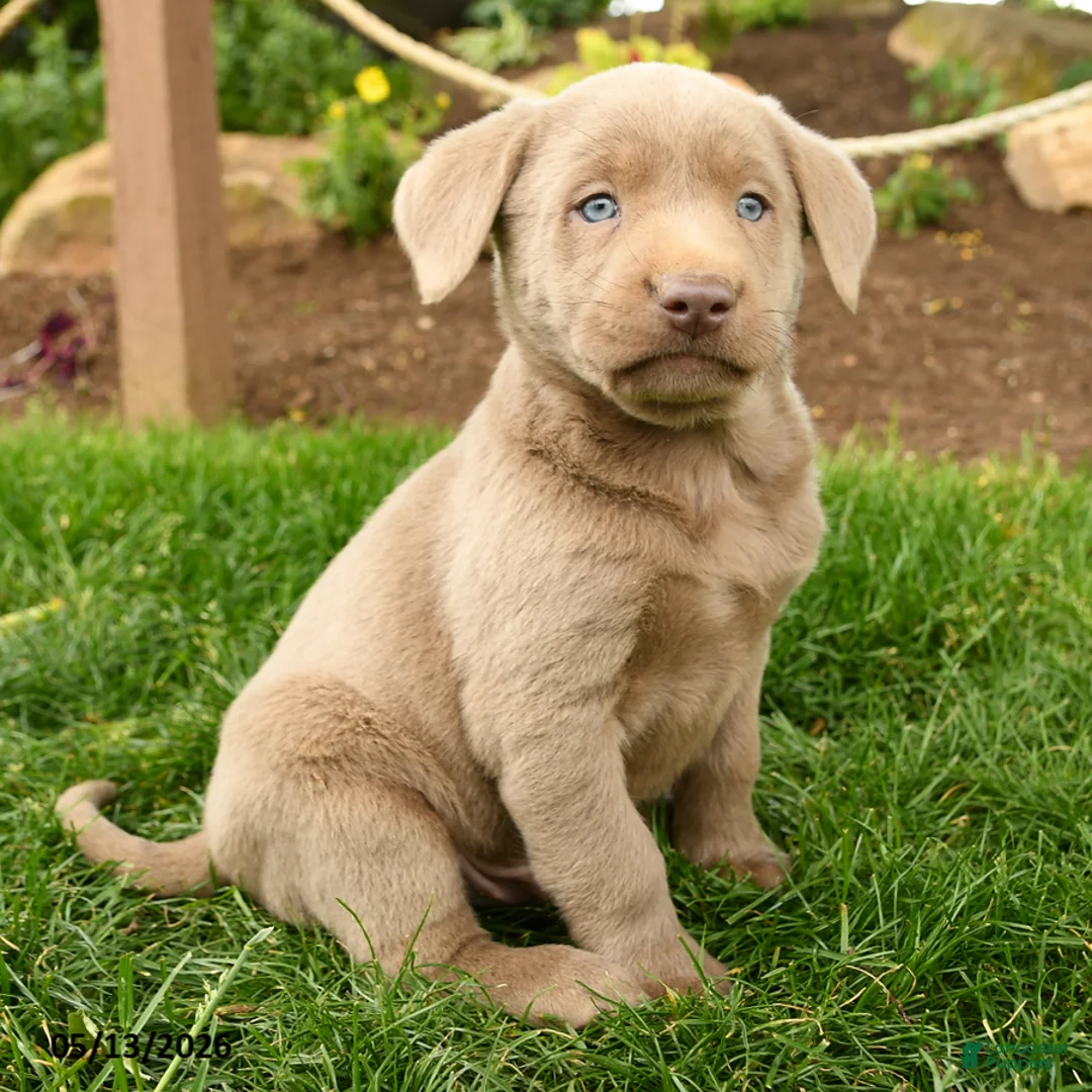 Labrador Retriever dogs for sale: Smokey - Ad 2