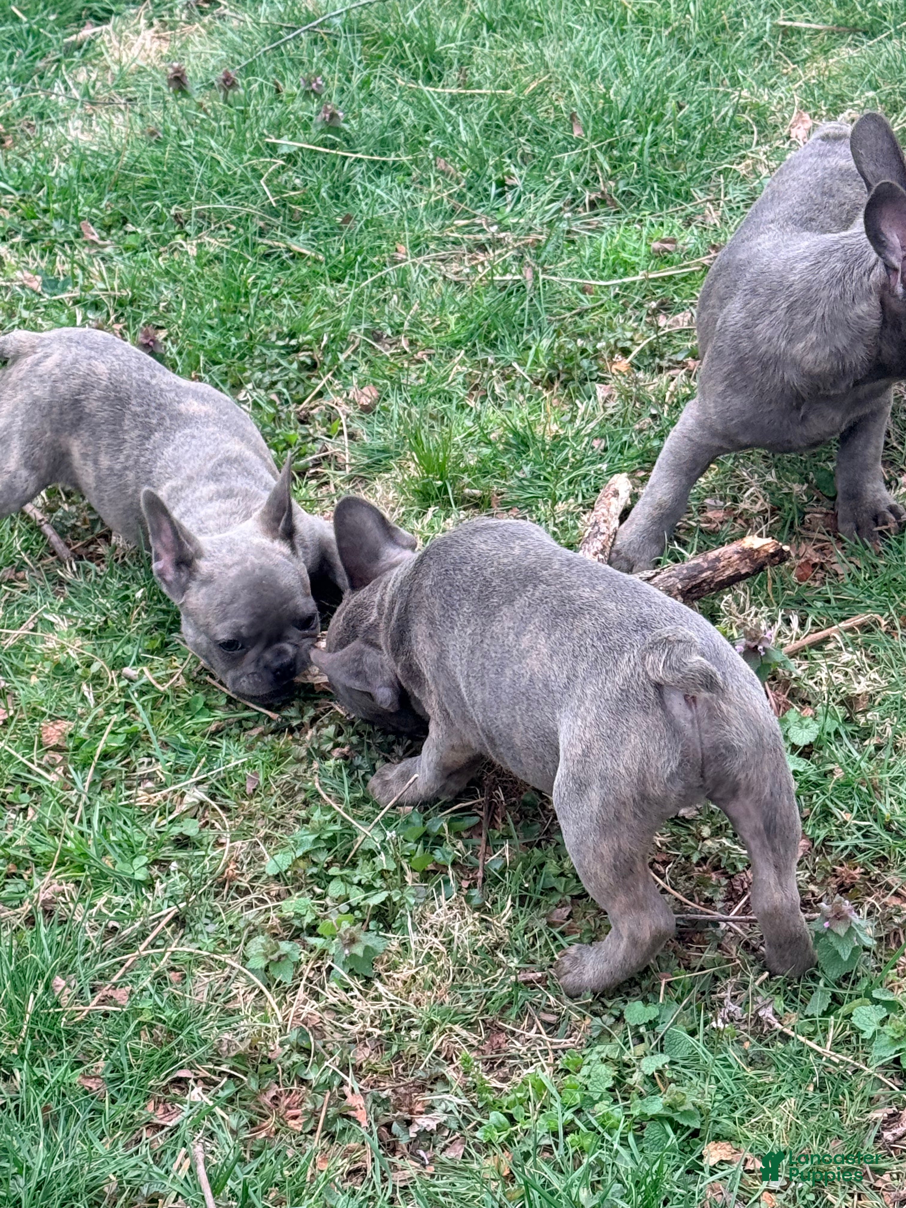 French Bulldog dogs French Bulldog Puppy 4 - Ad 1