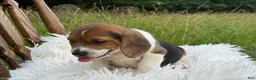 Beagle dogs for sale: Aspen - Ad 8