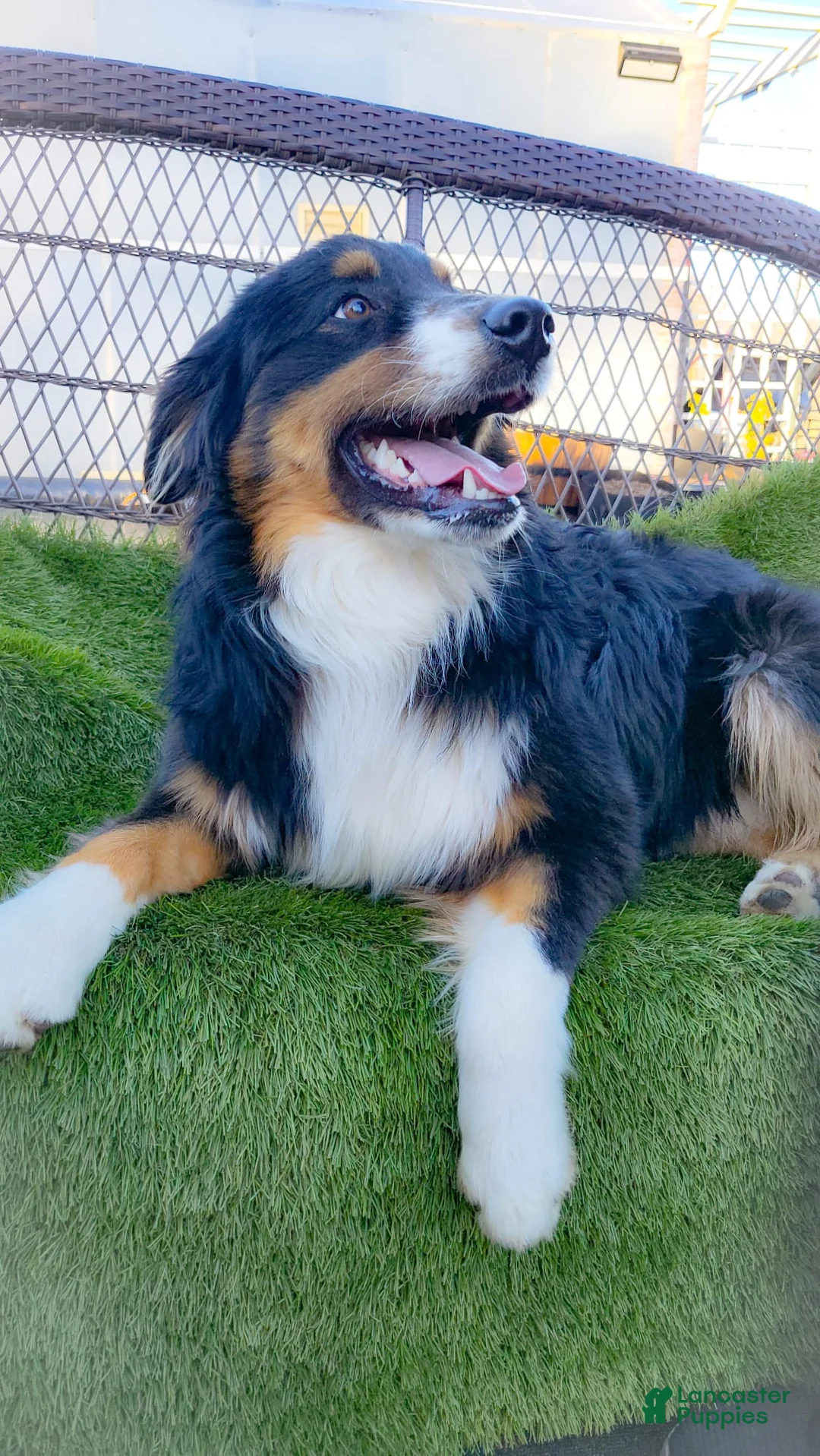 Aussiedoodle dogs for sale: Snap Melon - Ad 14