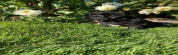 Newfoundland dogs for sale: Roses - Ad 11