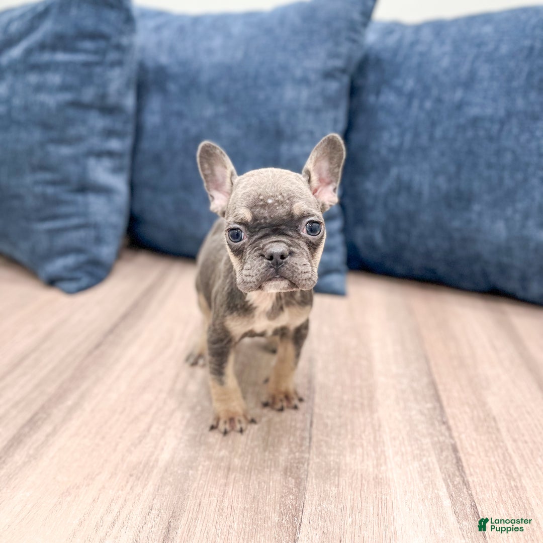 Mixed Breed dogs for sale: Polly - Ad 7