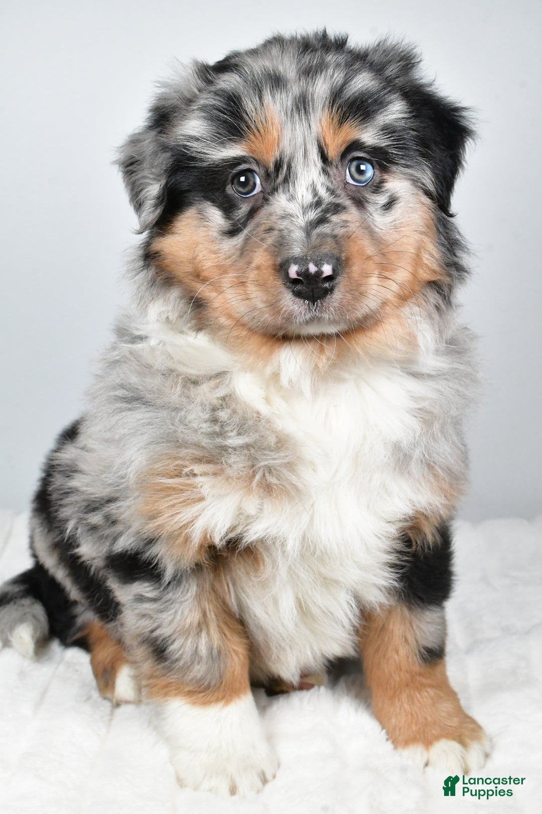 Australian Shepherd dogs for sale: Diesel - Ad 3