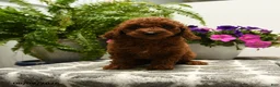 Toy Poodle dogs for sale: Harold - Ad 5