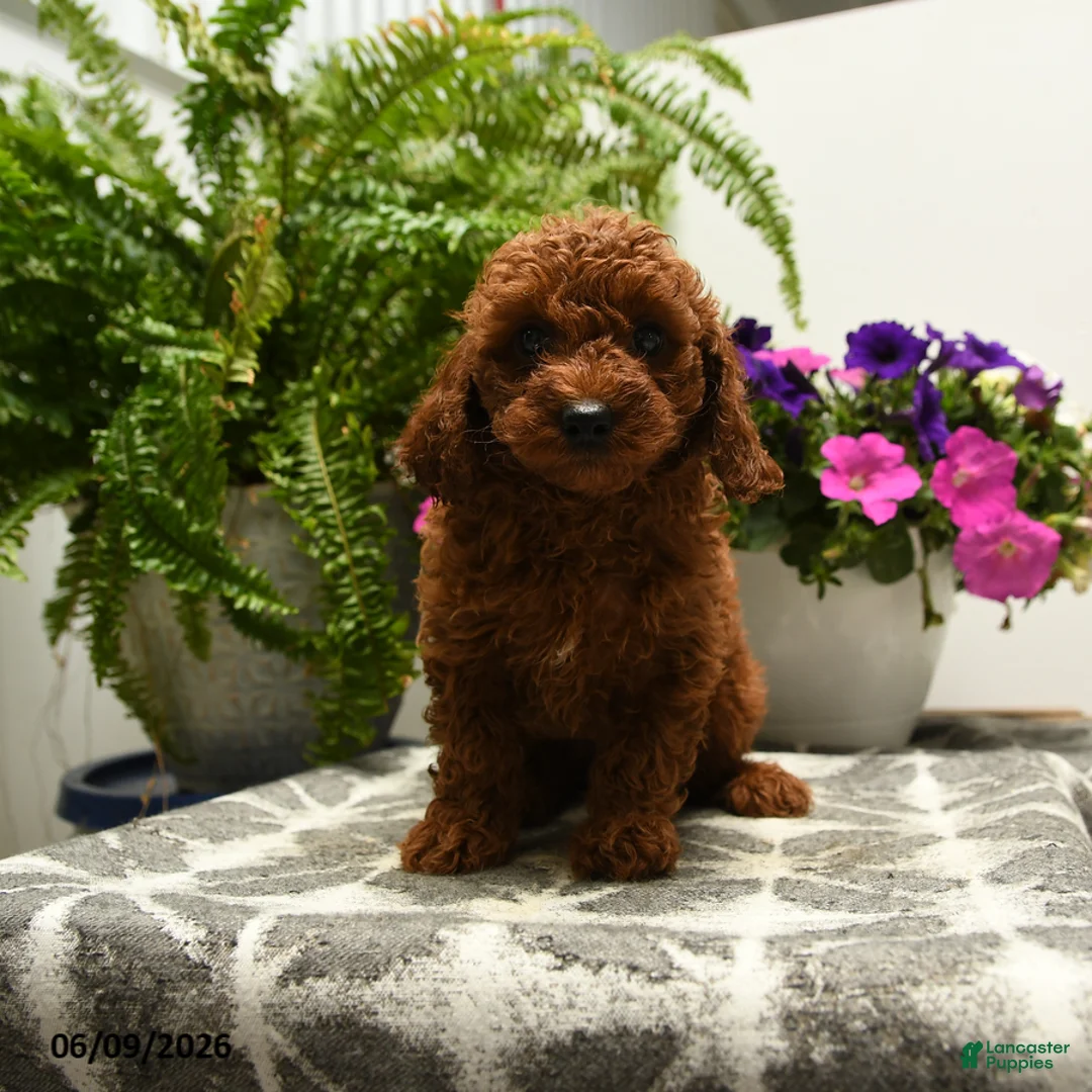 Toy Poodle dogs for sale: Harold - Ad 5