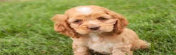 Cocker Spaniel dogs for sale:  Anna Cocker Spaniel  - Ad 2