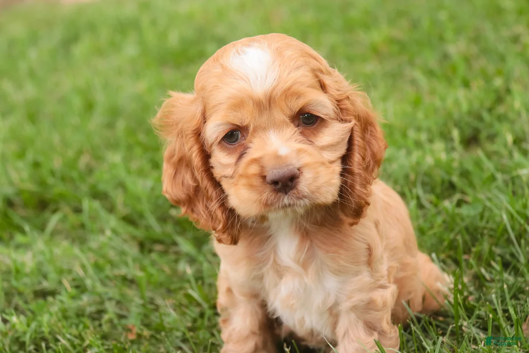 Cocker Spaniel dogs for sale:  Anna Cocker Spaniel  - Ad 2