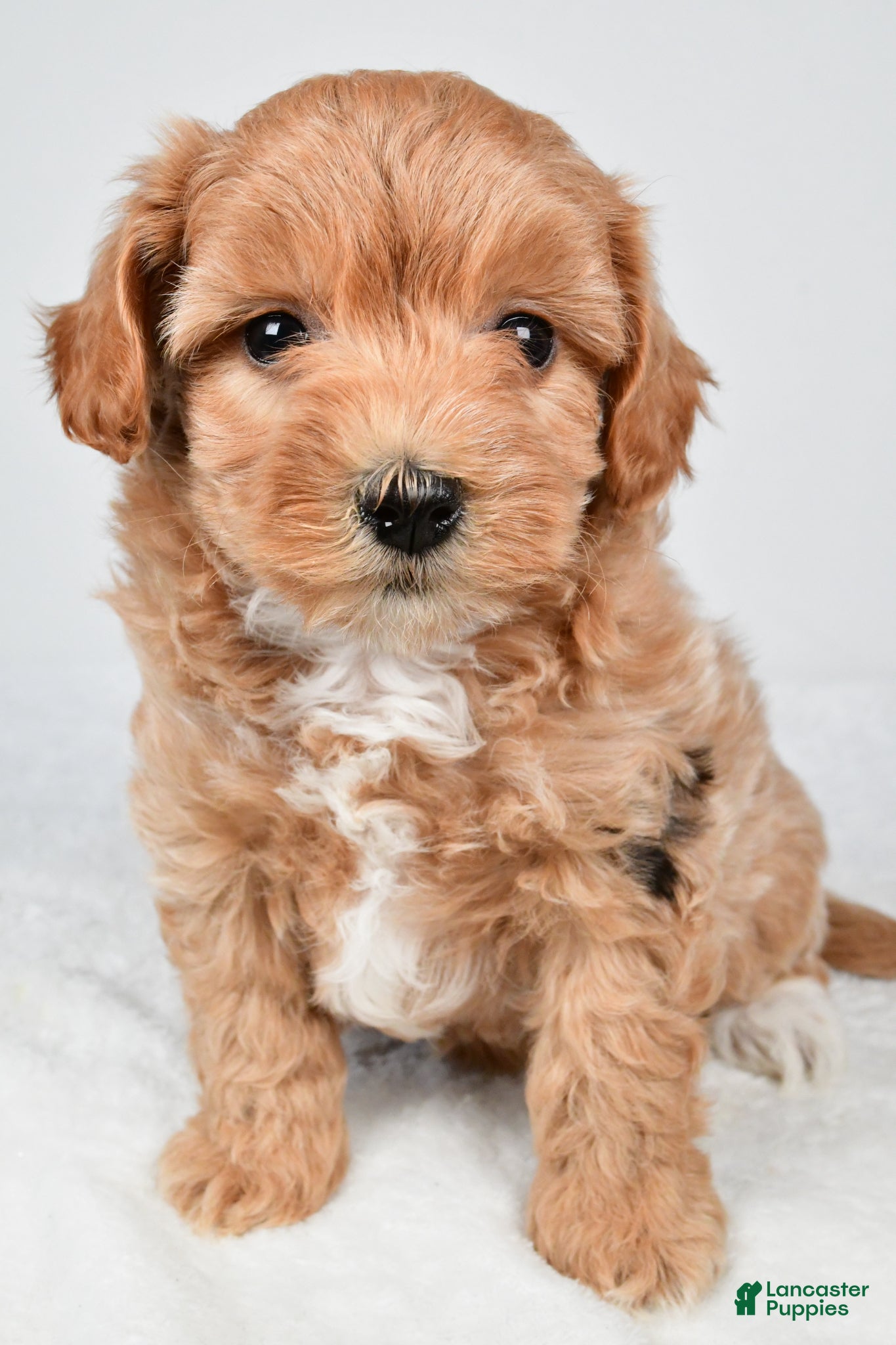 Maltipoo dogs Polly - Ad 2