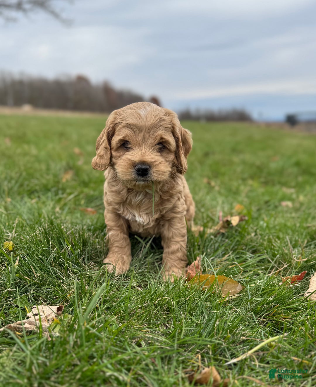 Cockapoo dogs for sale: Hunter  - Ad 3