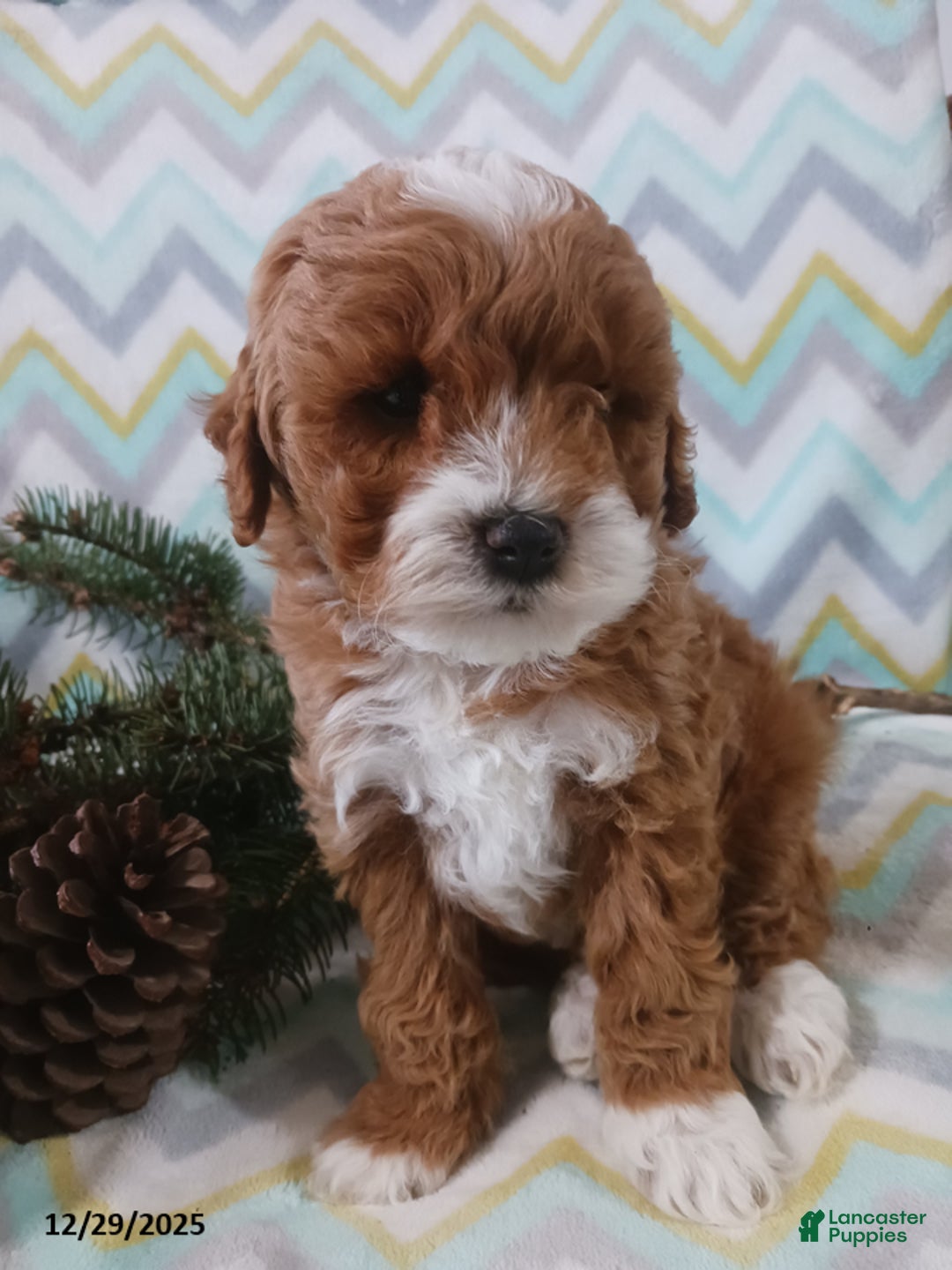 Cockapoo dogs for sale: Dawson - Ad 5