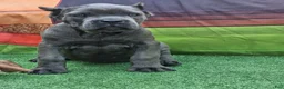 Cane Corso dogs for sale: GIZZY - Ad 5