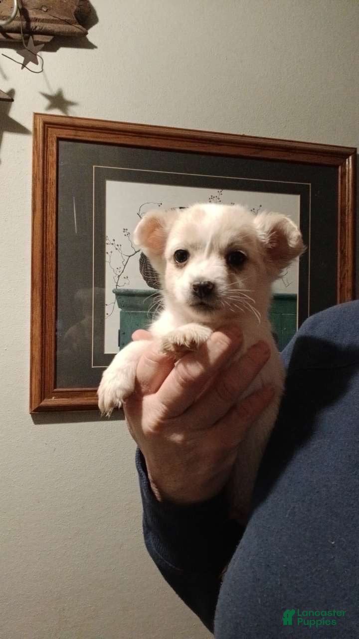 Chihuahua dogs Long hair-Sampson - Ad 42