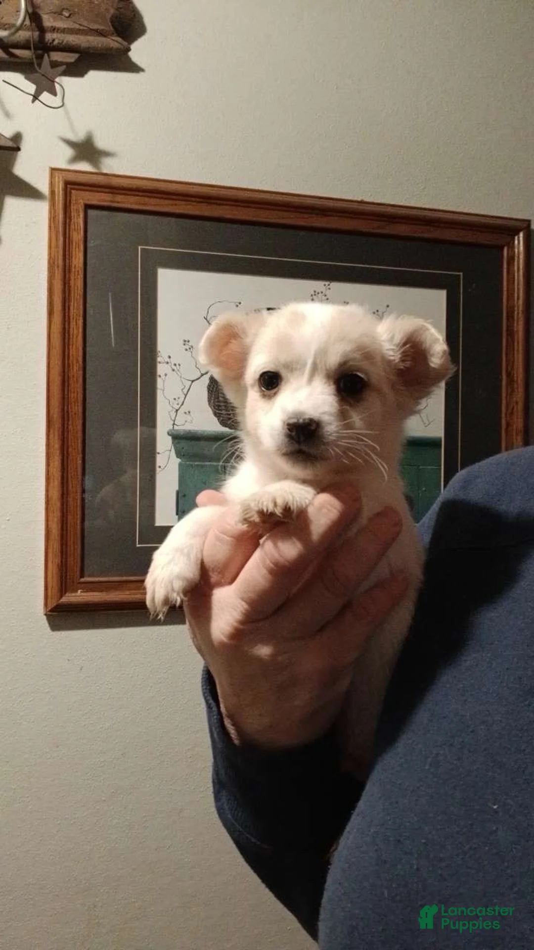 Chihuahua dogs for sale: Long hair-Sampson - Ad 1