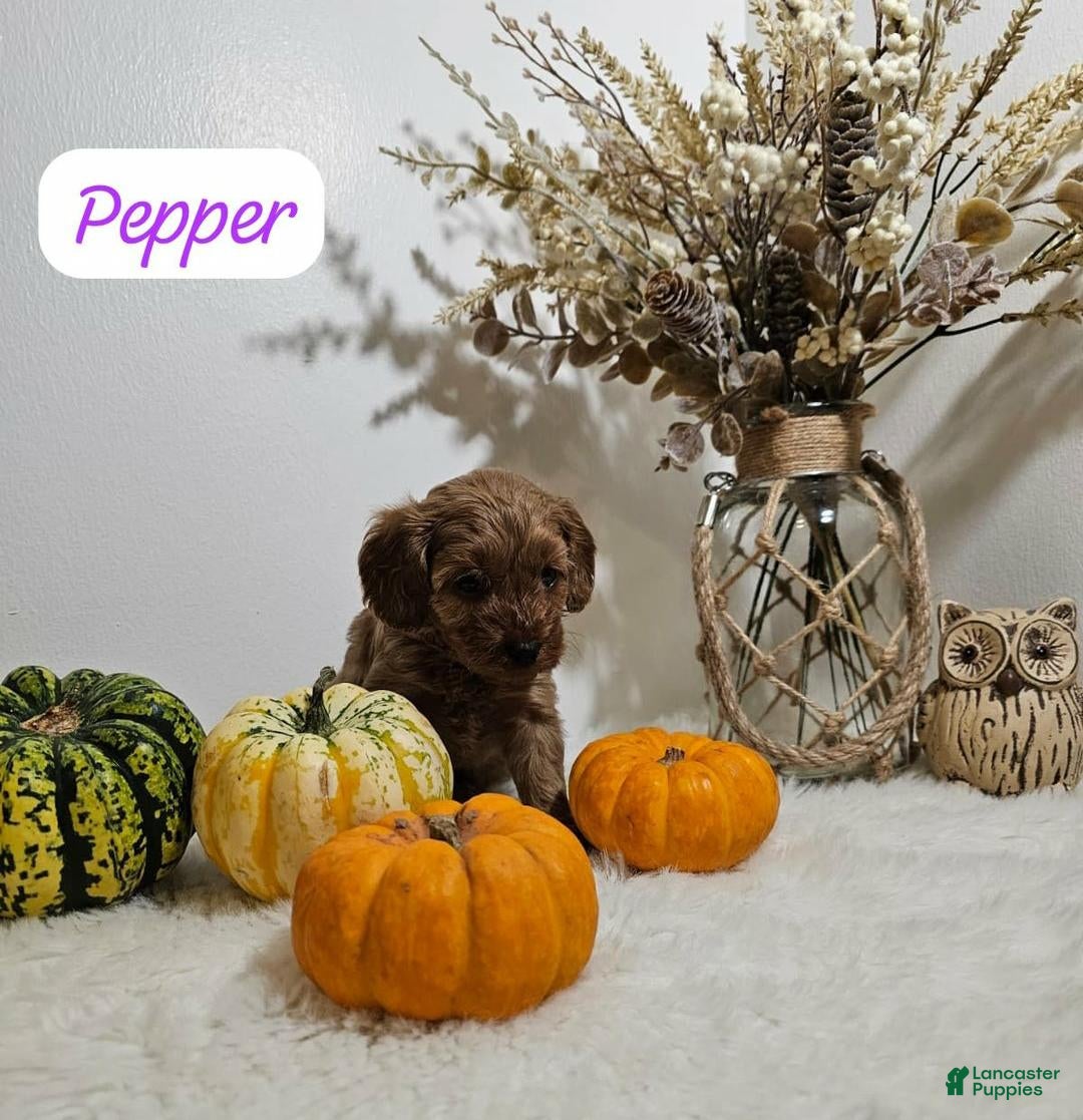 Cavapoo dogs Pepper  - Ad 13