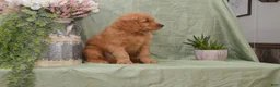 Goldendoodle dogs for sale: Bently - Ad 4