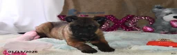 Belgian Malinois dogs for sale: Lucky - Ad 3