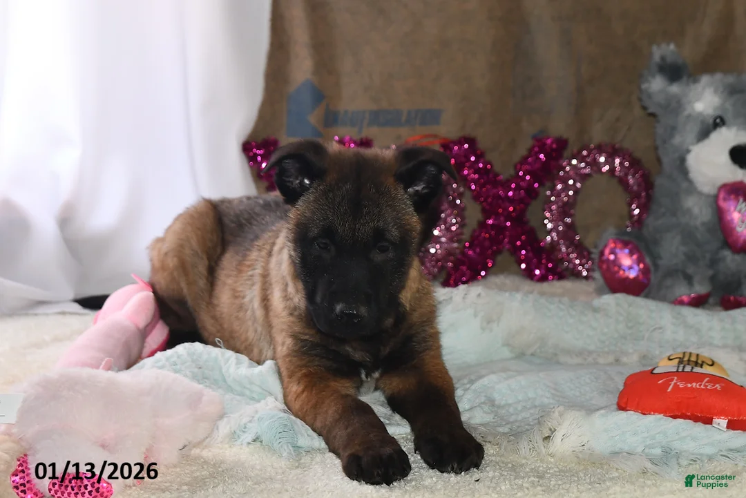 Belgian Malinois dogs for sale: Lucky - Ad 3