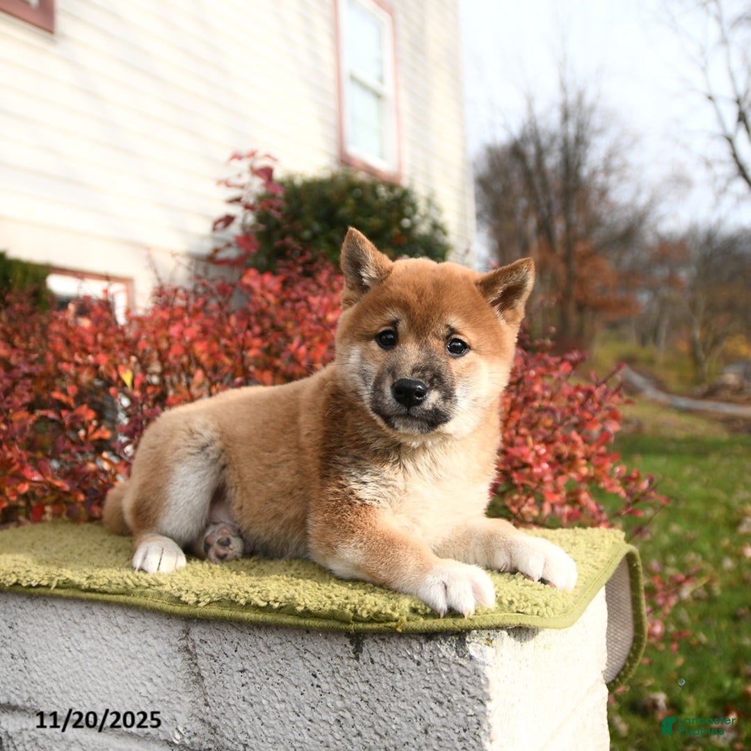 Shiba Inu dogs for sale: Freddie - Ad 3