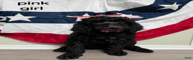Standard Poodle 6 Pink Girl 