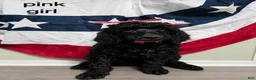 Standard Poodle dogs for sale: Standard Poodle 6 Pink Girl  - Ad 1
