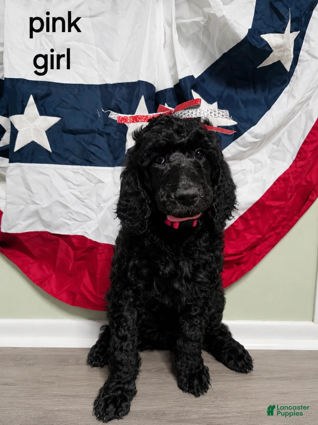 Standard Poodle dogs for sale: Standard Poodle 6 Pink Girl  - Ad 1