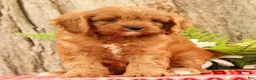 Cavapoo dogs for sale: Jody - Ad 5